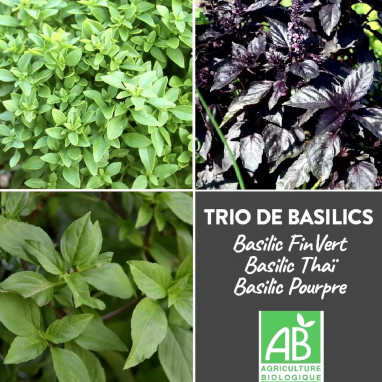 Trio Basilic Fin Vert/Pourpre/Thaï BIO - Ocimum | Achat producteur