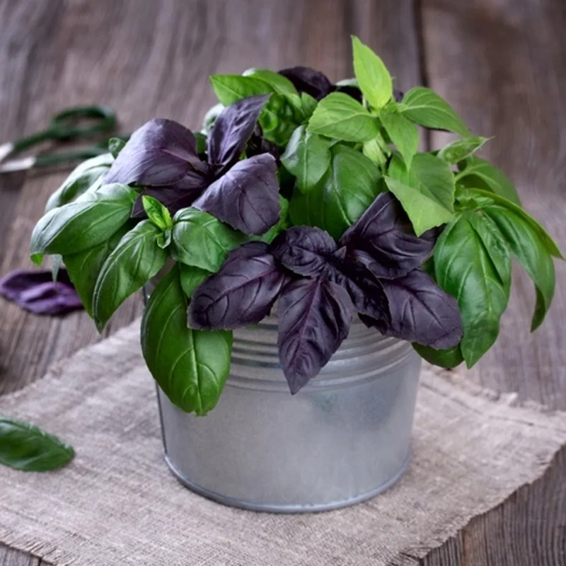 Trio Basilic Fin Vert/Pourpre/Thaï BIO - Ocimum | Achat producteur