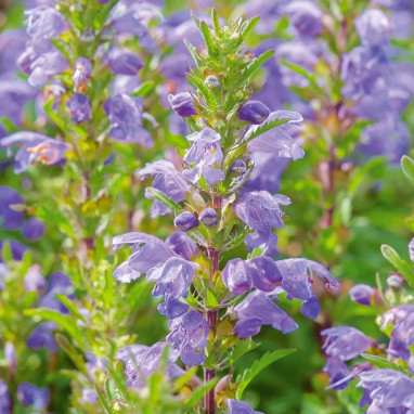 Thé des Jardins BIO - Dracocephalum moldavica | Achat producteur