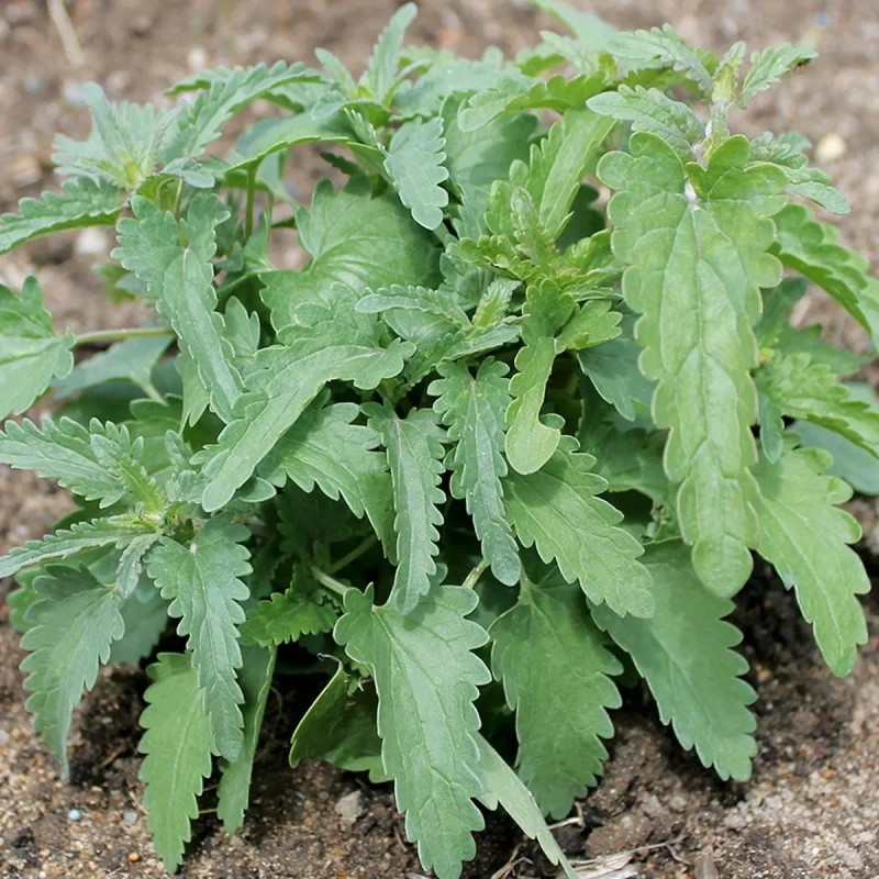 Thé des Jardins BIO - Dracocephalum moldavica | Achat producteur