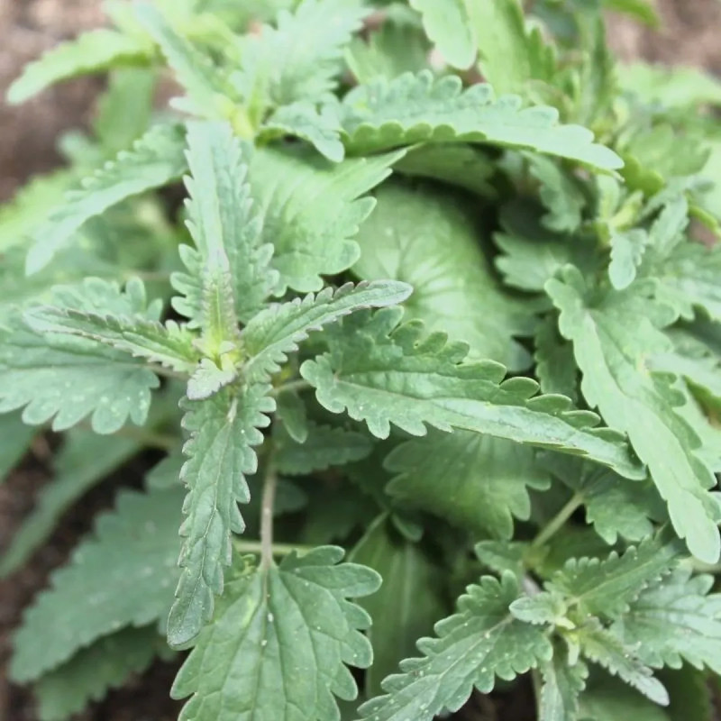 Thé des Jardins BIO - Dracocephalum moldavica | Achat producteur