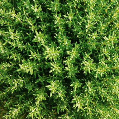 Thym de Provence - Thymus vulgaris | Achat direct au producteur