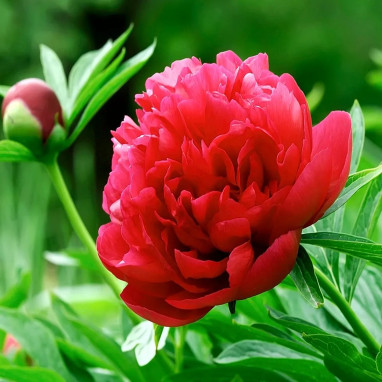 Pivoine 'Karl Rosenfield' - Paeonia | Achat direct au producteur