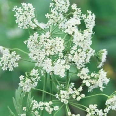 Anis vert BIO - Pimpinella anisum | Achat direct au producteur