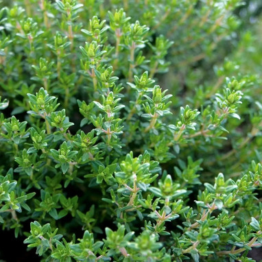 Thym d'hiver - Thymus vulgaris | Achat direct au producteur