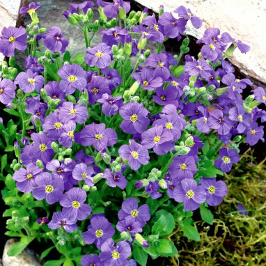 Aubrieta hybrida 'Violette' - Aubriète | Achat direct au producteur