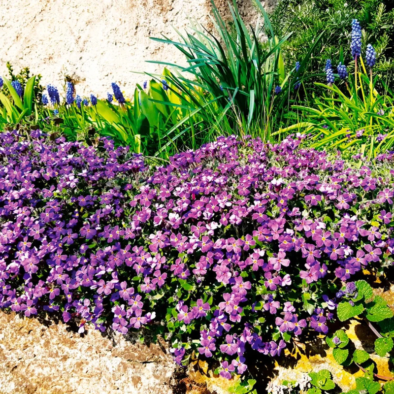 Aubrieta hybrida 'Violette' - Aubriète | Achat direct au producteur