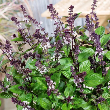 Basilic Cannelle BIO - Ocimum basilicum | Achat direct au producteur