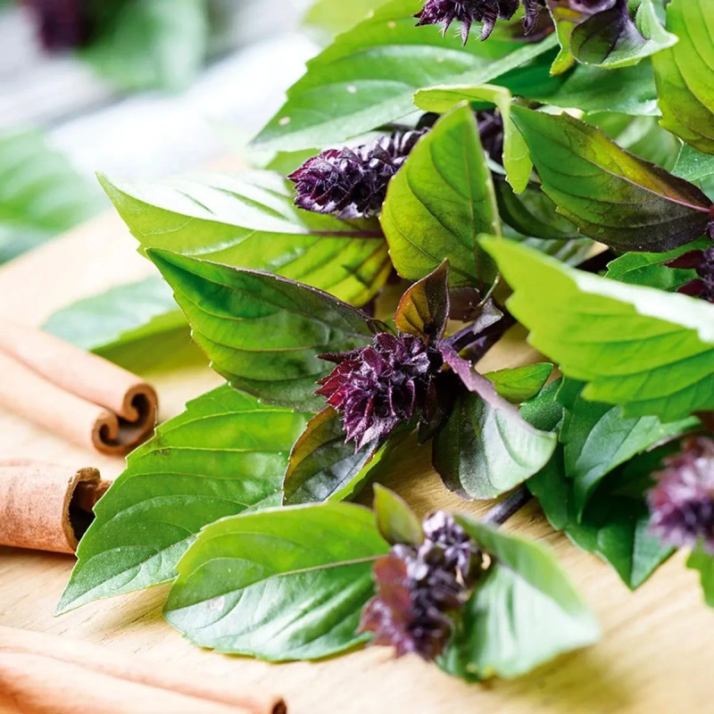 Basilic Cannelle BIO - Ocimum basilicum | Achat direct au producteur