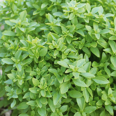Basilic Fin Vert - Ocimum basilicum | Achat direct au producteur