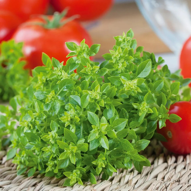 Basilic Fin Vert - Ocimum basilicum | Achat direct au producteur