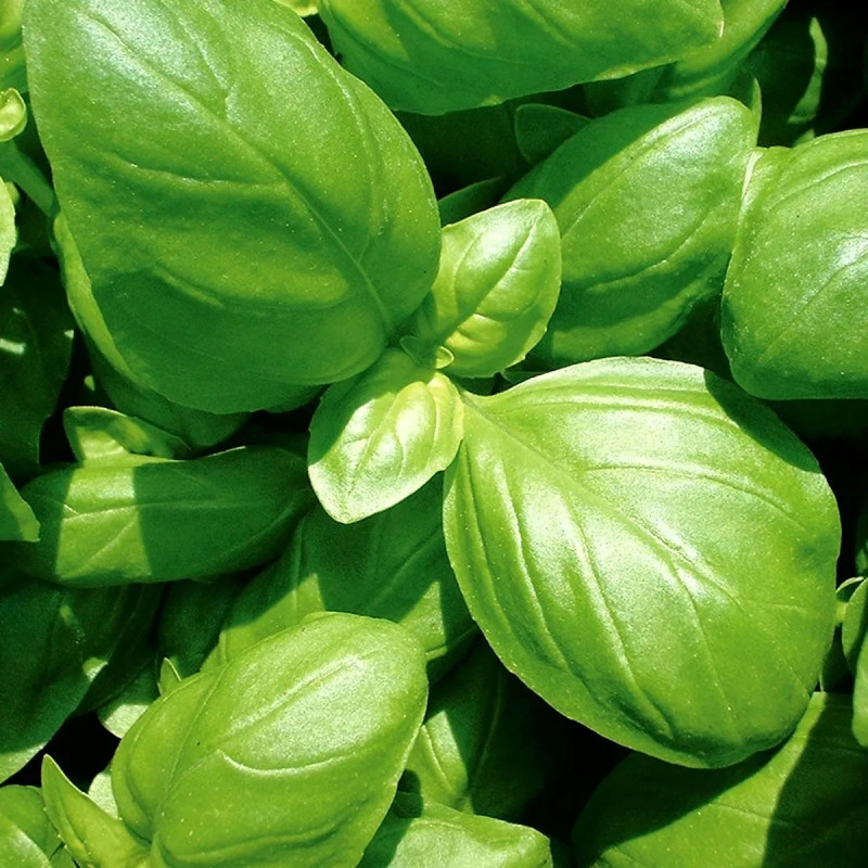 Basilic Grand vert - Ocimum basilicum | Achat direct au producteur
