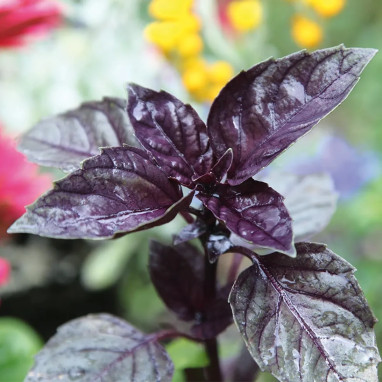 Basilic Pourpre - Ocimum basilicum | Achat direct au producteur