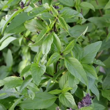 Basilic Thaï - Ocimum | Achat direct au producteur