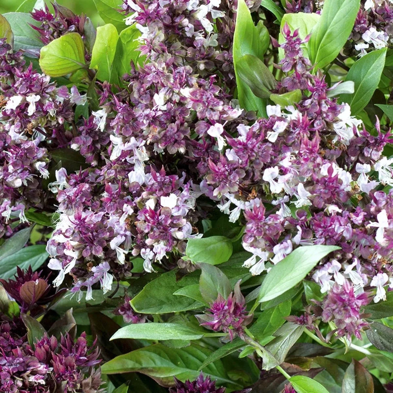Basilic Thaï - Ocimum | Achat direct au producteur