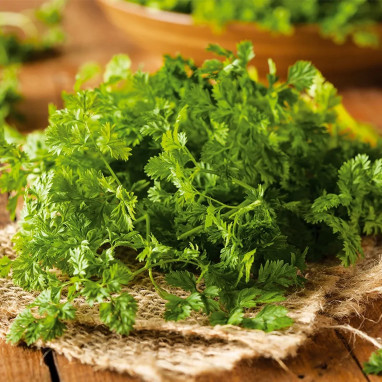 Cerfeuil frisé - Anthriscus cerefolium | Achat direct au producteur