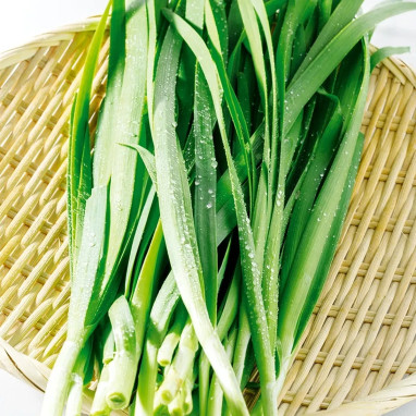 Ciboule de Chine - Allium tuberosum | Achat direct au producteur
