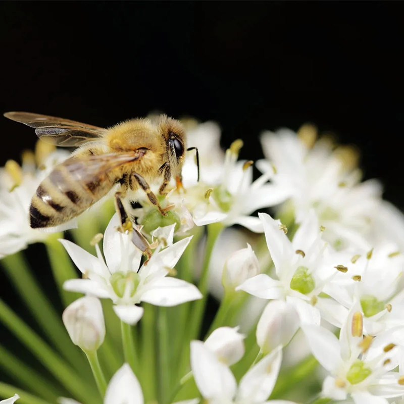 Ciboule de Chine - Allium tuberosum | Achat direct au producteur