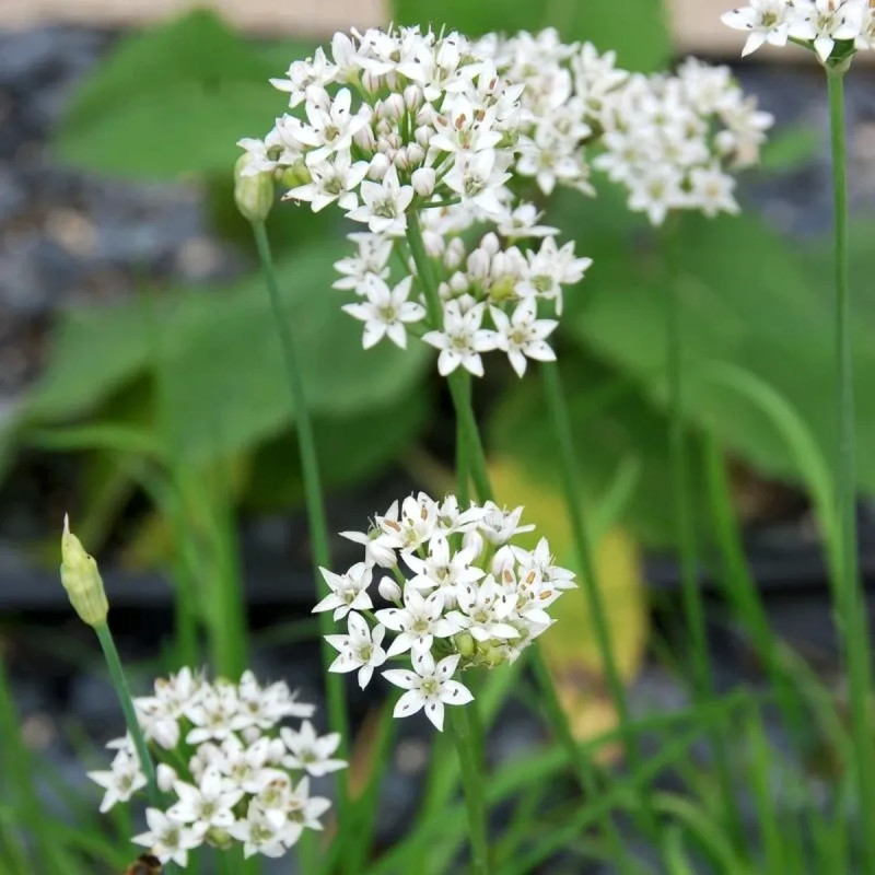 Ciboule de Chine - Allium tuberosum | Achat direct au producteur