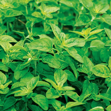 Origan Bio - Origanum vulgare | Achat direct au producteur
