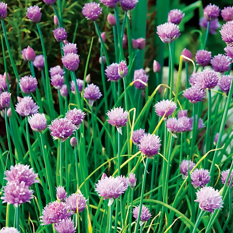 Ciboulette Bio - Allium schoenoprasum | Achat direct au producteur