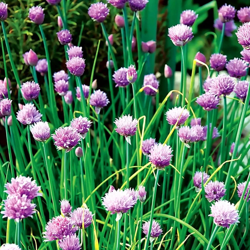 Ciboulette Bio - Allium schoenoprasum | Achat direct au producteur