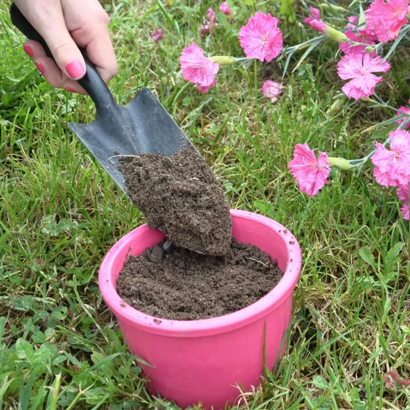 Ciboulette Bio - Allium schoenoprasum | Achat direct au producteur