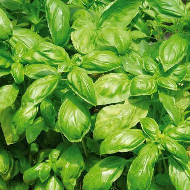 Basilic Grand Vert BIO - Ocimum basilicum | Achat direct au producteur