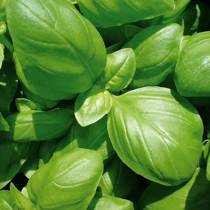 Basilic Grand Vert BIO - Ocimum basilicum | Achat direct au producteur