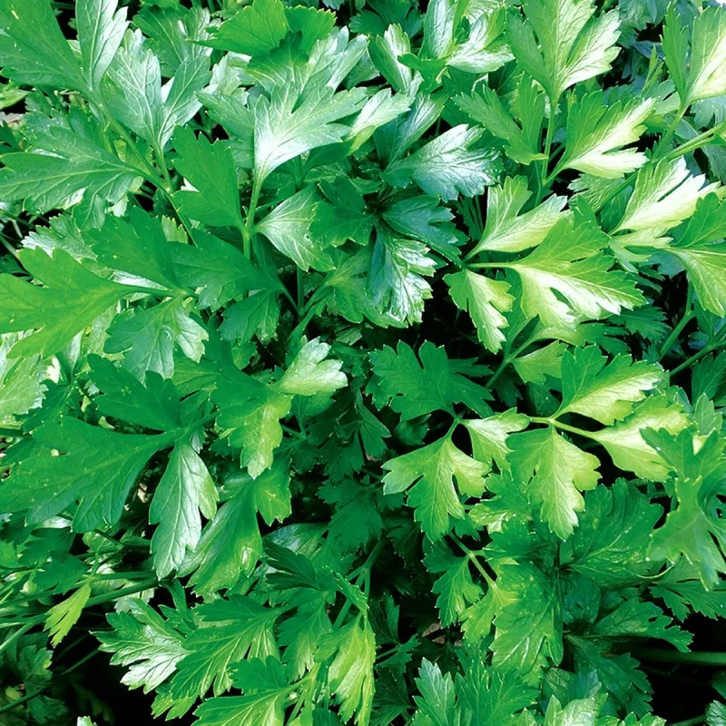 Persil commun à feuilles plates BIO - Petroselinum | Achat producteur