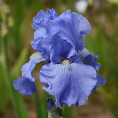Iris germanica Bleu - Iris des Jardins | Achat direct au producteur