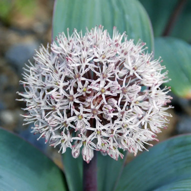 Allium karataviense - Allium | Achat direct au producteur