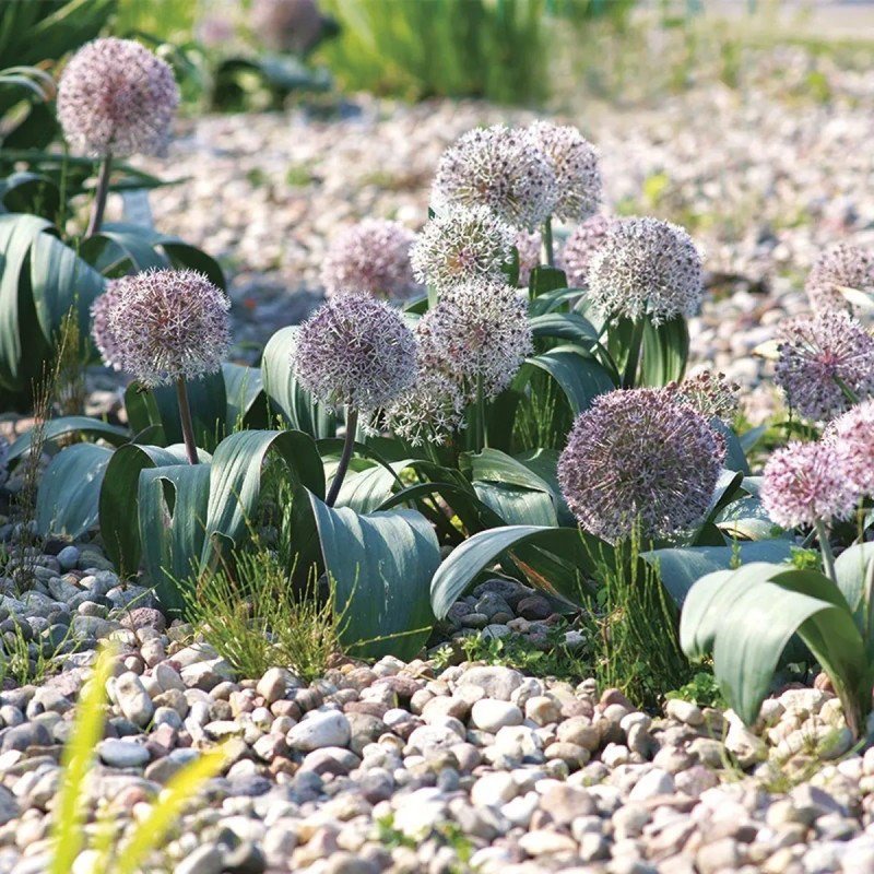 Allium karataviense - Allium | Achat direct au producteur