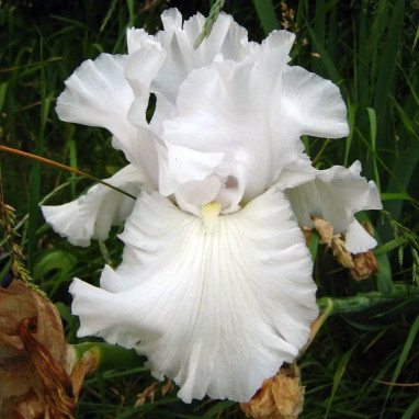Iris germanica 'Immortality' - Iris | Achat direct au producteur