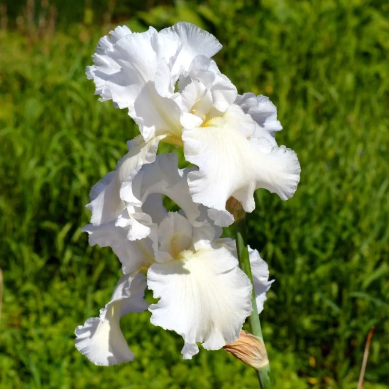 Iris germanica 'Immortality' - Iris | Achat direct au producteur