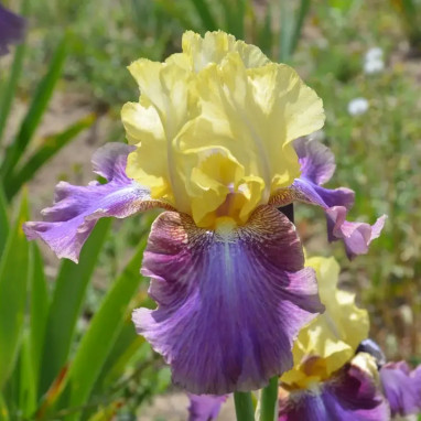 Iris germanica 'Distant Chimes' - Iris | Achat direct au producteur