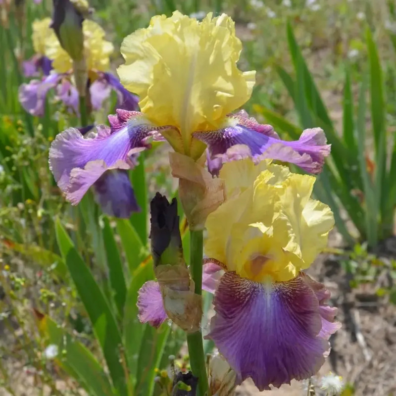 Iris germanica 'Distant Chimes' - Iris | Achat direct au producteur