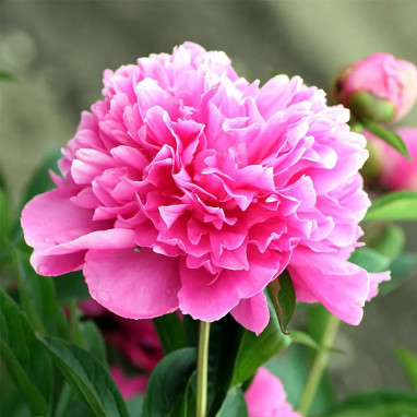 Pivoine 'Amabilis' - Paeonia | Achat direct au producteur