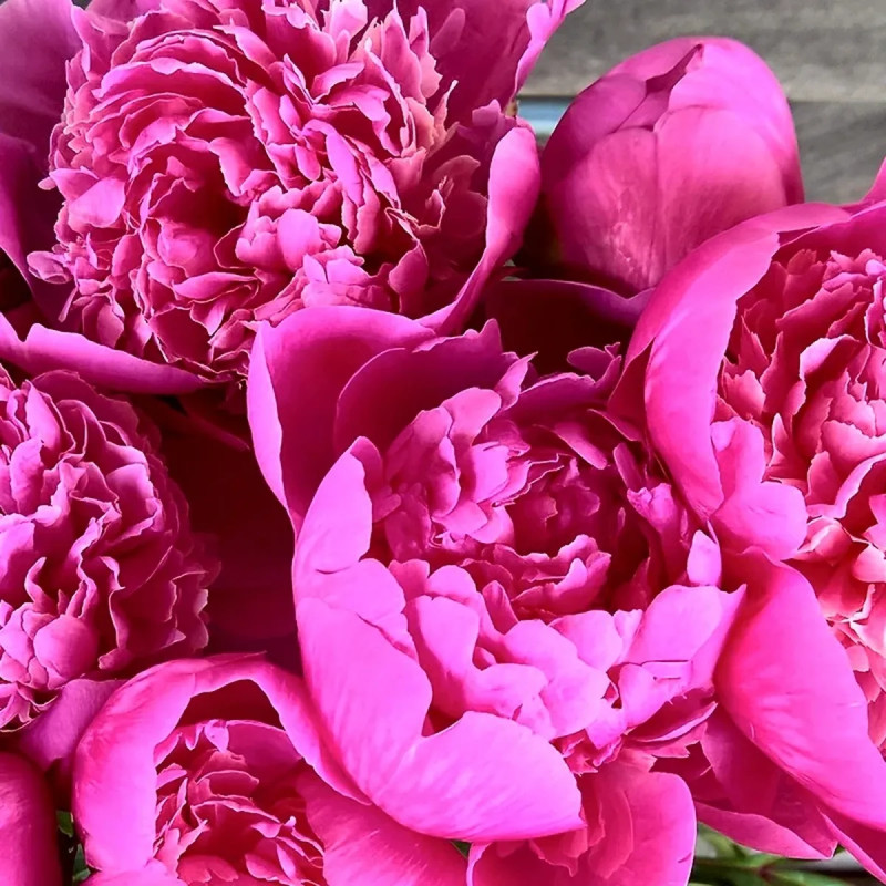 Pivoine 'Amabilis' - Paeonia | Achat direct au producteur