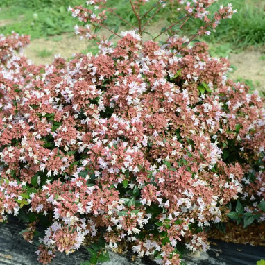 Abélia 'Raspberry Profusion' - Abelia | Achat direct au producteur