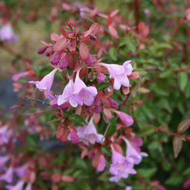 Abélia Pink Pong® - Abelia grandiflora | Achat direct au producteur