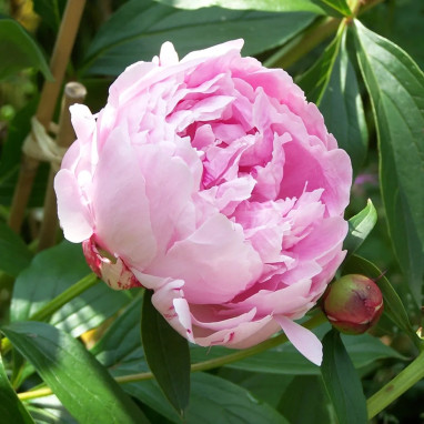 Pivoine 'Sarah Bernhardt' - Paeonia | Achat direct au producteur