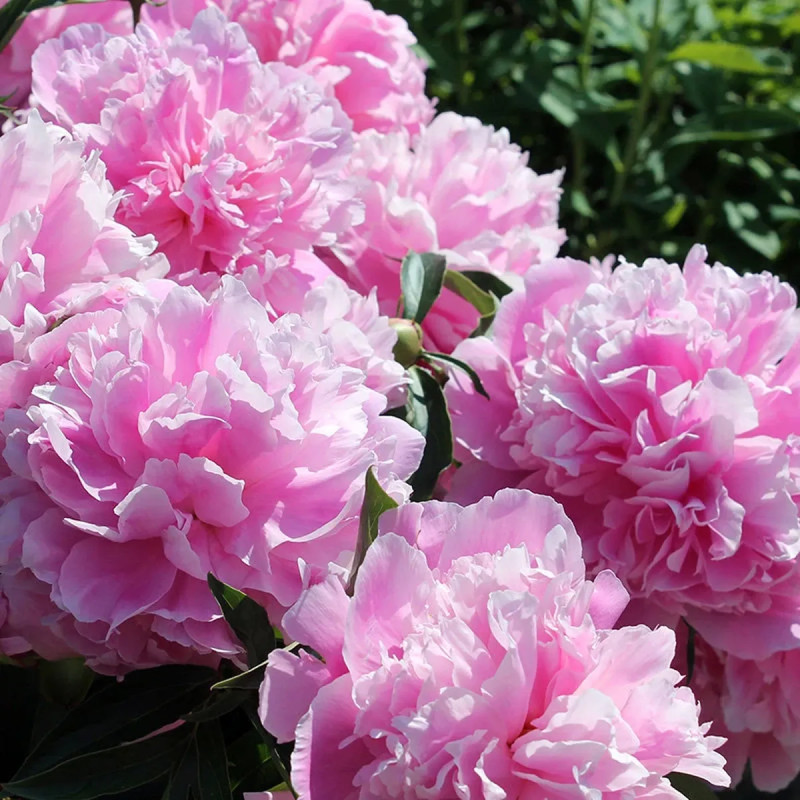 Pivoine 'Sarah Bernhardt' - Paeonia | Achat direct au producteur