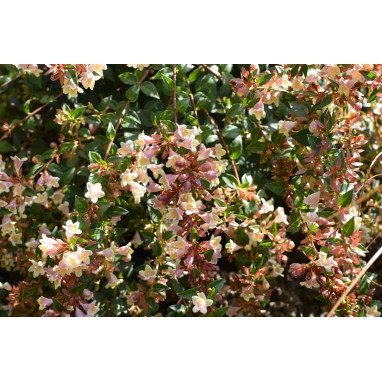 Abélia Sunny Charms® - Abelia grandiflora | Achat direct au producteur