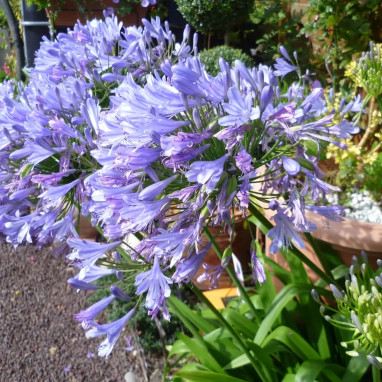 Agapanthe Blue infinity® - Agapanthus | Achat direct au producteur