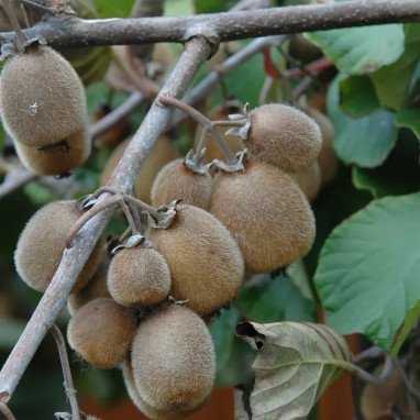 Kiwi autofertile Solissimo® - Actinidia | Achat direct au producteur
