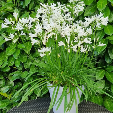 Agapanthe Nina® white - Agapanthus | Achat direct au producteur