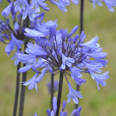 Agapanthe Graphite® Blue 'TURK8' - Agapanthus | Achat producteur