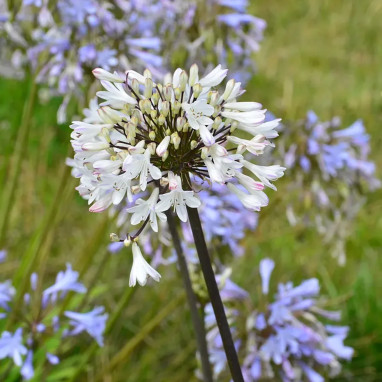 Agapanthe Graphie® White - Agapanthus | Achat direct au producteur