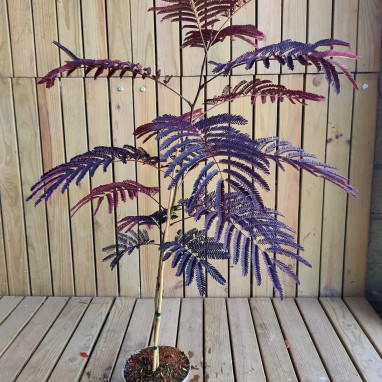 Albizia 'Summer Chocolate' - Albizia | Achat direct au producteur